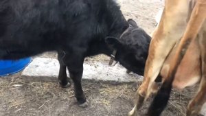 #теленок Как отучить телёнка от матери? Какие колечки не стоит покупать для быка.