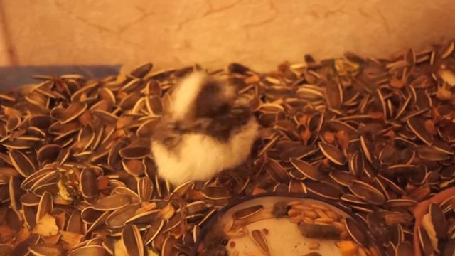 Хомяки ЧИСТЮЛИ! смотреть онлайн