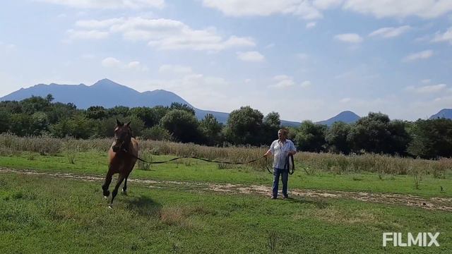 Арабский жеребец производитель Мудрец на продажу/Лошади Ставрополья/Минводы