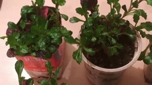 Айюга (живучка) ползучая