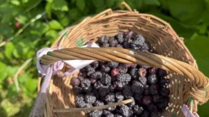 Что такое КУМБЕРЛЕНД?