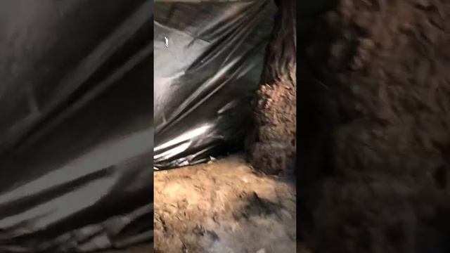 Парилочка на берегу Дуная