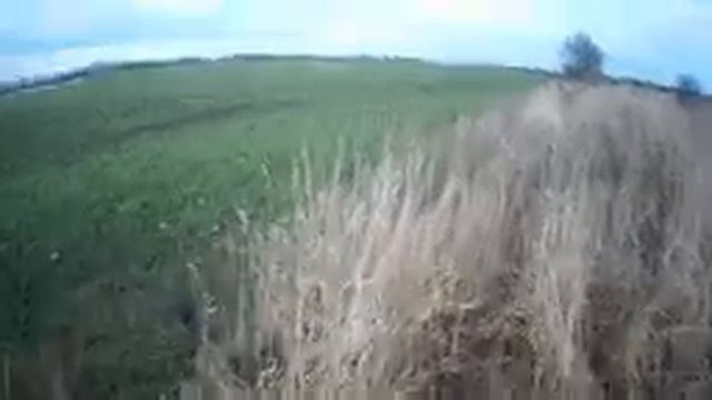 Подготовка щенка Русской пегой гончей к охоте! Первый выход. смотреть онлайн