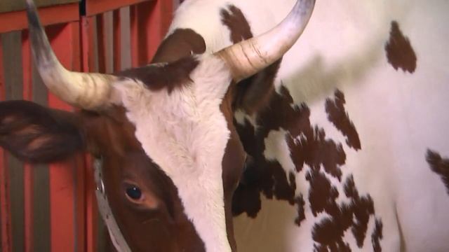 Айрширская корова. смотреть онлайн