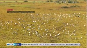 Добрый  знак к окончанию сезона раскопок в Шестаково!