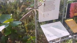 Royal Botanic Gardens | Kew Gardens Vlog | Part 1