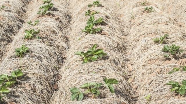 Секреты выращивание земляники. Мульчирование смотреть онлайн