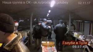 Выставка голубей в Туле. Ярмарка-продажа птиц, кроликов