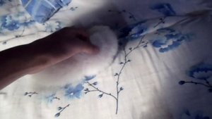 Мой хорек альбинос =)