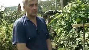 Бесшипая ежевика