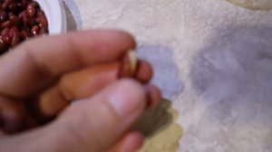Проращивание фасоли из магазина 1ч