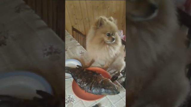 капченый карп 