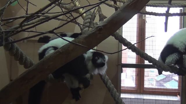 Лемуры. Чёрно-белые вари. смотреть онлайн