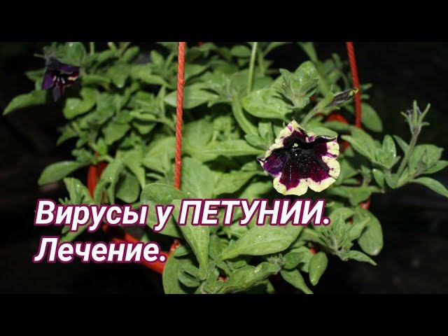 Вирус у петунии. Препарат Вирон - мой опыт и отзыв.