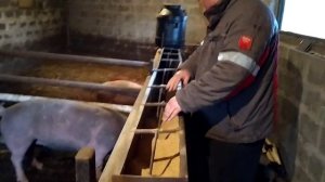 Сколько времени Занимает Кормление Свиней