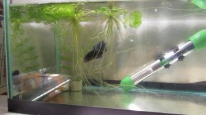 Петушки в нерестовике. Брачные игры рыбки петушок.