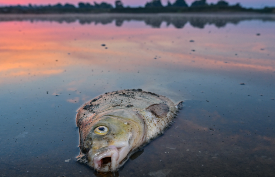 Удар по фауне: В нацпарке Херсонской области погибли тысячи животных