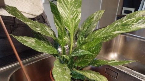 UNBOXING 1,5 WISHLIST PLANT! Anthurium Villenaorum & Variegated Peace Lily