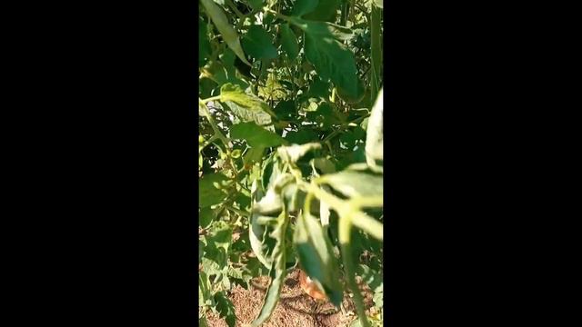 Томаты, выращенные в открытом грунте в Кировской области. Ватсап, Вайбер т. 89229284031 смотреть онлайн