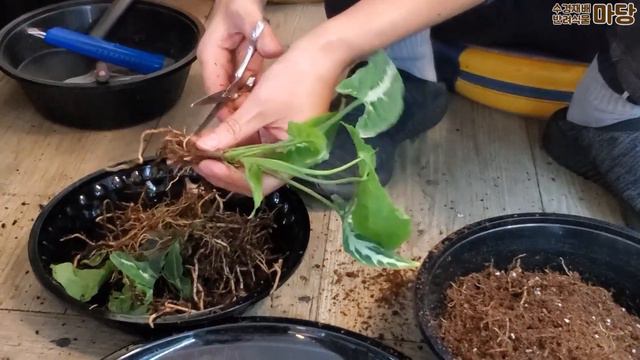 싱고니움 2편 - 벨벳 싱고니움 물꽂이 : 세척 전후 잎의 단단함이 다름 산데리아 떡잎 제거 제대로 해야 색상 균일 feat. 칼랑코에 오로라: 수경재배 반려식물 마당