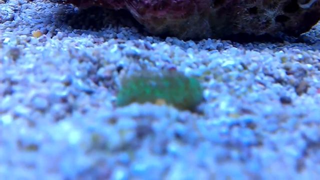 Baby plate coral смотреть онлайн