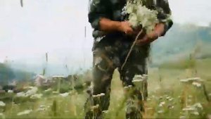 Травы Сибири
