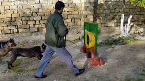 Общий курс дрессировки - Бальд (породы Кани Корса), 3-я неделя работы на дрес. площадке