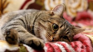 КАКИЕ ФУНКЦИИ ВЫПОЛНЯЮТ УСЫ У КОШЕК И КОТОВ