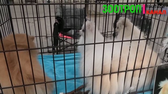 Собачий рынок Одесса. Разные породы собак. Продажа собак и кошек. Топ 5. Птичий рынок. #зоотроп смотреть онлайн