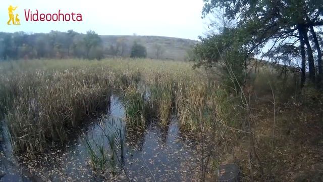 Как отличить самца от самки кряквы? Videoohota смотреть онлайн