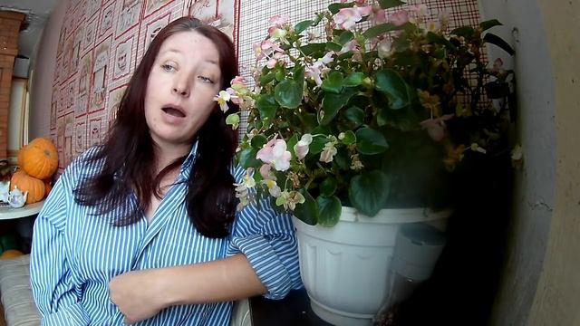 КАК ЗАРАБОТАТЬ НА КУРИЦАХ??? ПУШКИНСКАЯ ПОРОДА)) смотреть онлайн