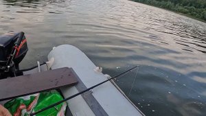 ОКА ЛОВЛЯ СОМА НА КВОК