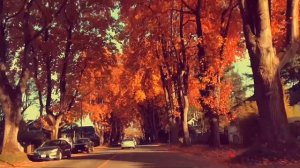 Autumn colors, Vancouver｜20211103丨00000234