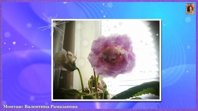 ГЛОКСИНИЯ - ТАЛИСМАН ЛЮБВИ смотреть онлайн