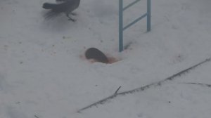ЖЕСТЬ ВОРОНА ЖРЕТ КРЫСУ 18+