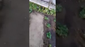 Как поймать МЕДВЕДКУ эффект ОБАЛДЕННЫЙ