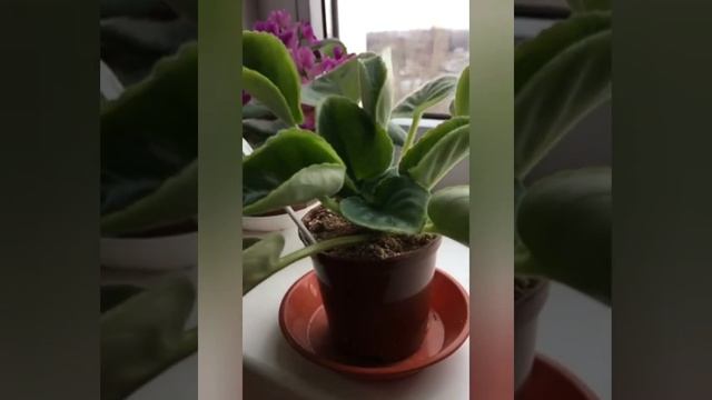 Выравниваем розетку у фиалки смотреть онлайн