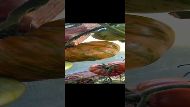 Томат Полосатый шоколад.