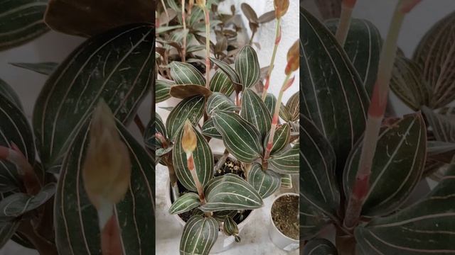 Драгоценные орхидеи. Jewel orchids. Лудизия (Ludisia) #Shorts