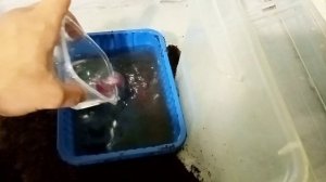 | Содержание водяного ужа | Водяной уж | змея дома | Уж |Уж в домашних условиях |