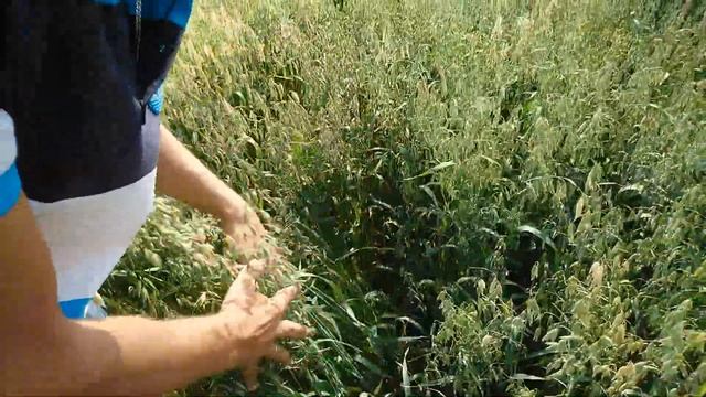 Сорта овса в Западной Сибири смотреть онлайн