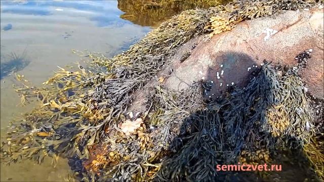 ?✨ Берег Белого моря. Мидии и Морские звёзды