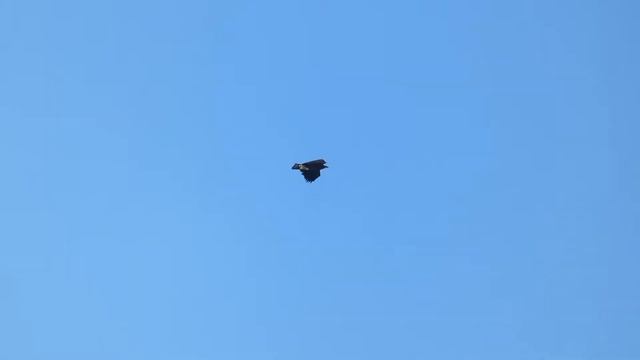 16 апреля-Никитин день.Народные приметы. смотреть онлайн