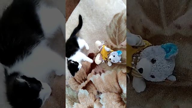 ЧТО НУЖНО ДЛЯ РАЗВИТИЯ ЖИВОТНЫХ? смотреть онлайн