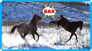 ТОПАЗ ДОЛГО ЖДАЛ СВОЮ ПОДРУЖКУ