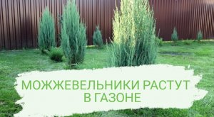 МОЖЖЕВЕЛЬНИКИ РАСТУТ В ГАЗОНЕ