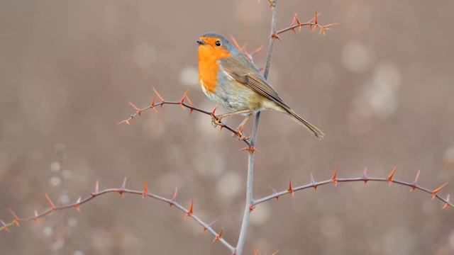 Красивая музыка на пианино!!! Невероятно красивая музыка и цветы! смотреть онлайн