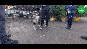 Ит базар/Собачий рынок/Бишкек