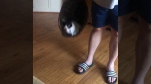 Cat Кошки Котята Коты #Shorts 1342.mp4