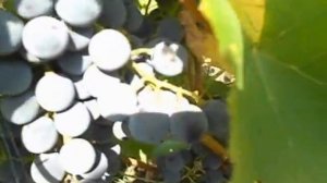 Сорт винограда Изабелла крупноплодная.